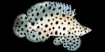 驼背鲈(Cromileptes altivelis)图片