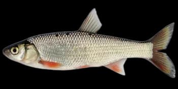 瓦氏雅罗鱼(Leuciscus waleckii)图片