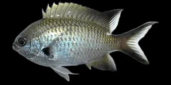 尾斑光鳃鱼(Chromis notata)图片