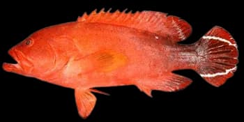 尾纹九棘鲈(Cephalopholis urodeta)图片