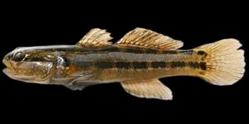 纹缟虾虎鱼(Tridentiger trigonocephalus)图片