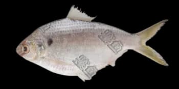 无齿鰶(Anodontostoma chacunda)图片