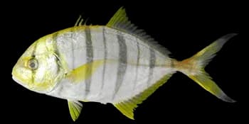 无齿鲹(Gnathanodon speciosus)图片