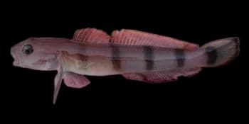 五带高鳍虾虎鱼(Pterogobius zacalles)图片