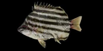 细刺鱼(Microcanthus strigatus)图片