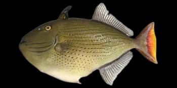 线斑黄鳞鲀(Xanthichthys lineopunctatus)图片