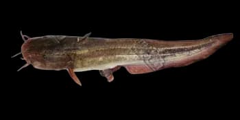 线纹鳗鲶(Plotosus lineatus)图片