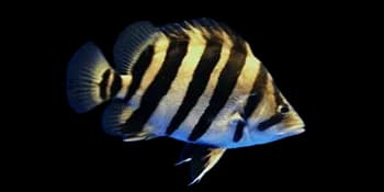 小鳞拟松鲷(Datnioides microlepis)图片
