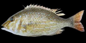 星斑裸颊鲷(Lethrinus nebulosus)图片