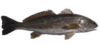 眼斑拟石首鱼(Sciaenops ocellatus)图片