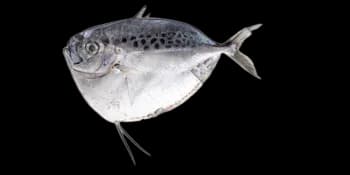 眼镜鱼(Mene maculata)图片