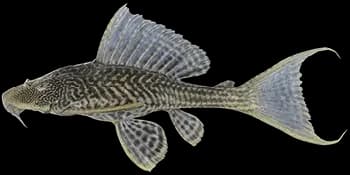 野翼甲鲇(清道夫)(Pterygoplichthys disjunctivus)图片