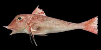 翼红娘鱼(Lepidotrigla alata)图片