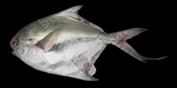 银鲳(Pampus argenteus)图片