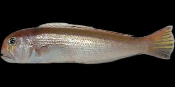 银方头鱼(Branchiostegus argentatus)图片