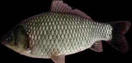 银鲫(Carassius auratus gibelio)图片