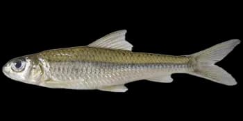 银鮈(Squalidus argentatus)图片