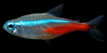 英氏霓虹脂鲤(Paracheirodon innesi)图片