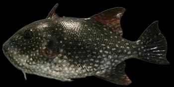 疣鳞鲀(Canthidermis maculata)图片
