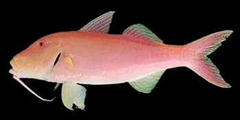 圆口副绯鲤(Parupeneus cyclostomus)图片
