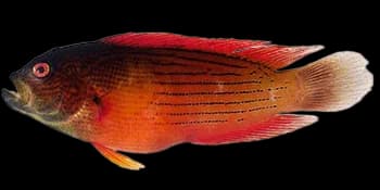 圆眼戴氏鱼(Labracinus cyclophthalmus)图片