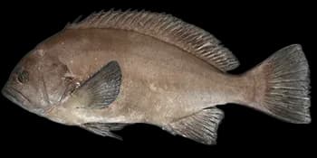 鸢鮨(Triso dermopterus)图片