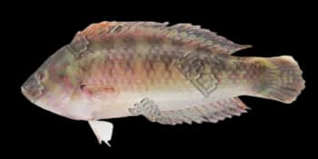 云斑海猪鱼(Halichoeres nigrescens)图片