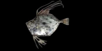 云纹亚海鲂(Zenopsis nebulosa)图片
