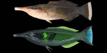 杂色尖嘴鱼(Gomphosus varius)图片