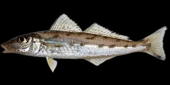 杂色鱚(Sillago aeolus)图片