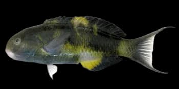 詹氏锦鱼(大斑锦鱼)(Thalassoma jansenii)图片