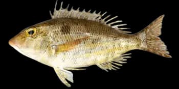 长棘裸颊鲷(Lethrinus genivittatus)图片