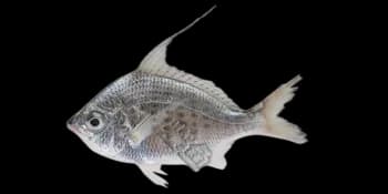 长棘银鲈(Gerres filamentosus)图片
