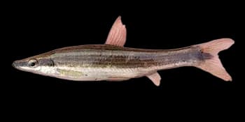 长麦穗鱼(Pseudorasbora elongata)图片