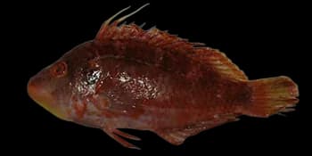 长鳍高体盔鱼(Pteragogus aurigarius)图片