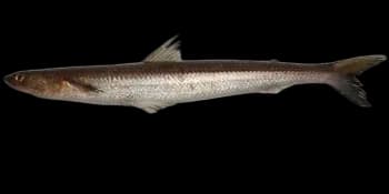 长体蛇鲻(Saurida elongata)图片