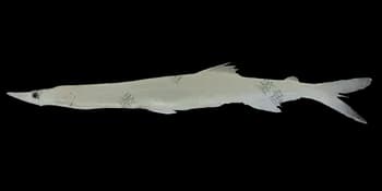 中国大银鱼(Protosalanx chinensis)图片