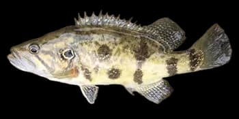 中国少鳞鳜(Coreoperca whiteheadi)图片