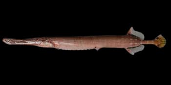 中华管口鱼(Aulostomus chinensis)图片