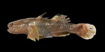 髭缟虾虎鱼(Tridentiger barbatus)图片