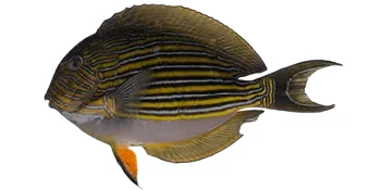 纵带刺尾鱼(Acanthurus lineatus)图片