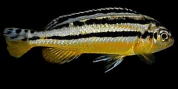 纵带黑丽鱼(Melanochromis auratus)图片